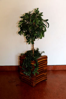 15-plantgeschenk-217x325.jpg